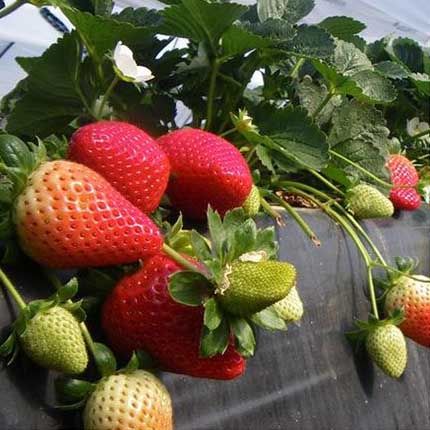 Radiance | Strawberry Varieties | Lassen Canyon Nursery