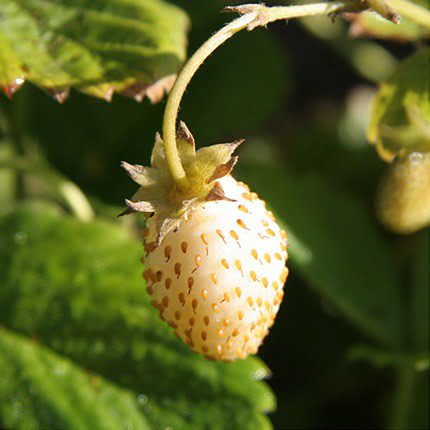 Keoki | Strawberry Varieties | Lassen Canyon Nursery