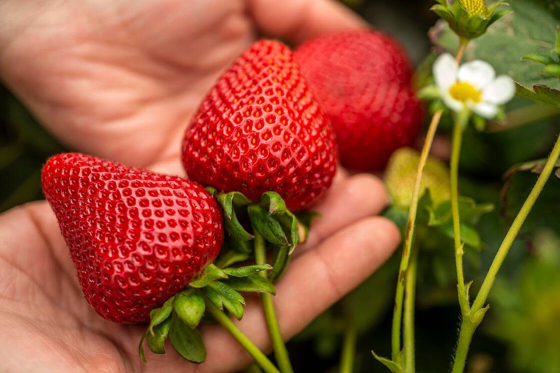 Portola | Strawberry Varieties | Lassen Canyon Nursery