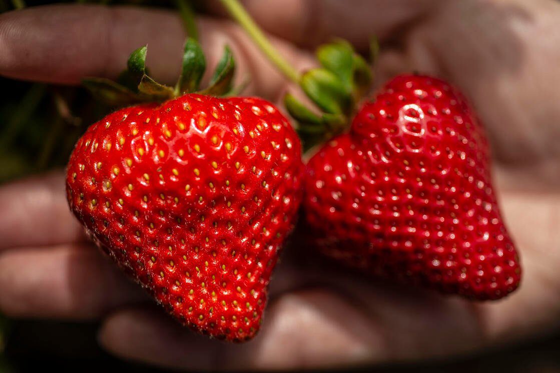 Ventana | Strawberry Varieties | Lassen Canyon Nursery