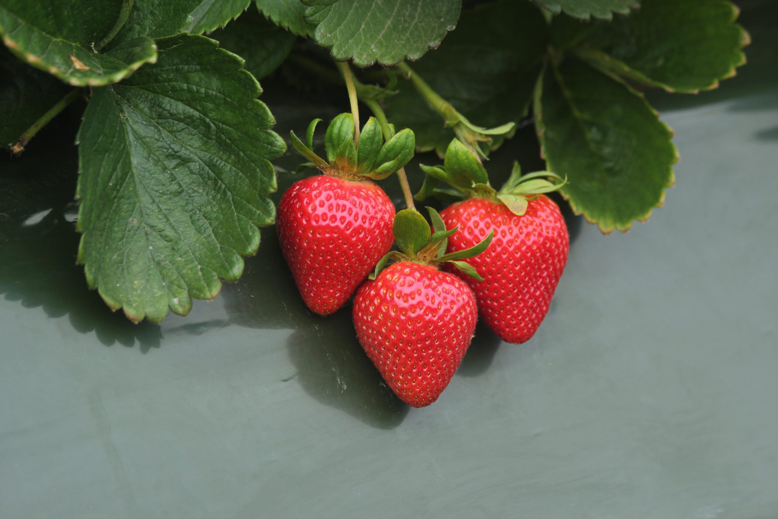 Ruby June | Strawberry Varieties | Lassen Canyon Nursery
